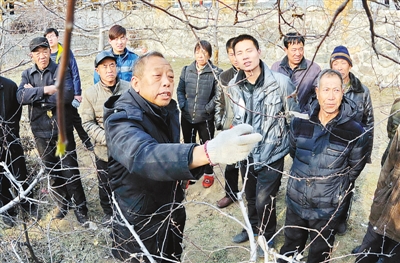 　李保國（前左）在河北省內(nèi)丘縣崗底村向村民講解果樹修剪知識（1月27日攝）。.jpg