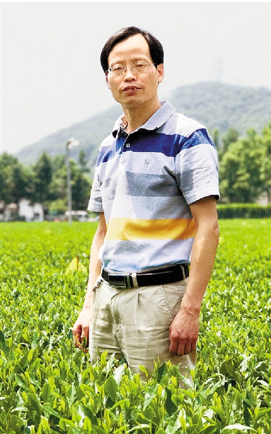 尹軍峰在中國(guó)農(nóng)科院茶葉研究所茶葉試驗(yàn)基地的茶園里。.jpg